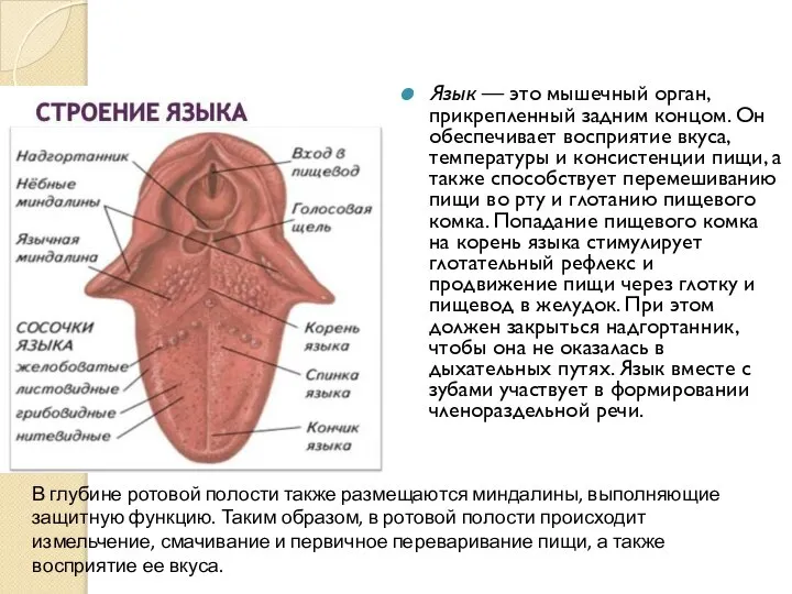 Язык — это мышечный орган, прикрепленный задним концом. Он обеспечивает восприятие вкуса,