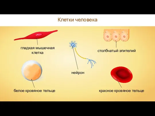 Клетки человека гладкая мышечная клетка столбчатый эпителий белое кровяное тельце красное кровяное тельце нейрон