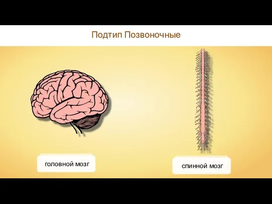 Подтип Позвоночные спинной мозг головной мозг