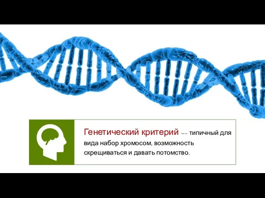Генетический критерий —– типичный для вида набор хромосом, возможность скрещиваться и давать потомство.