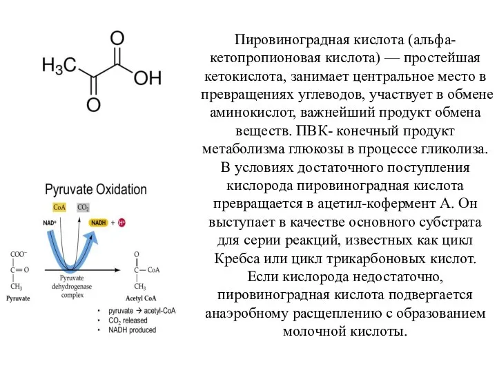 Пировиноградная кислота (альфа-кетопропионовая кислота) — простейшая кетокислота, занимает центральное место в превращениях