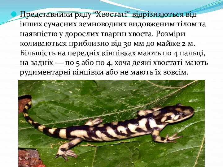 Представники ряду “Хвостаті” відрізняються від інших сучасних земноводних видовженим тілом та наявністю