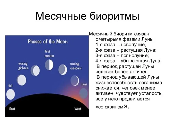 Месячные биоритмы Месячный биоритм связан с четырьмя фазами Луны: 1-я фаза –