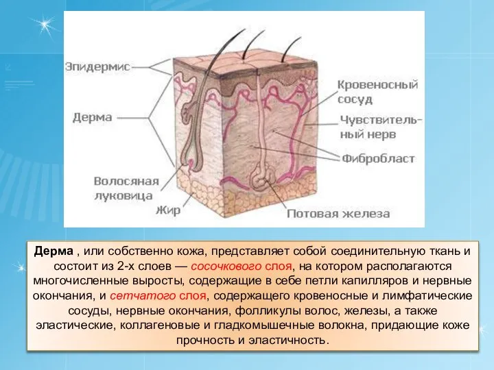 Дерма , или собственно кожа, представляет собой соединительную ткань и состоит из