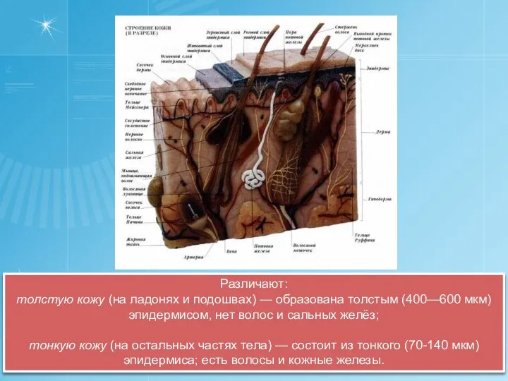 Различают: толстую кожу (на ладонях и подошвах) — образована толстым (400—600 мкм)