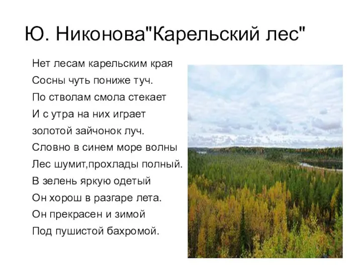 Нет лесам карельским края Сосны чуть пониже туч. По стволам смола стекает