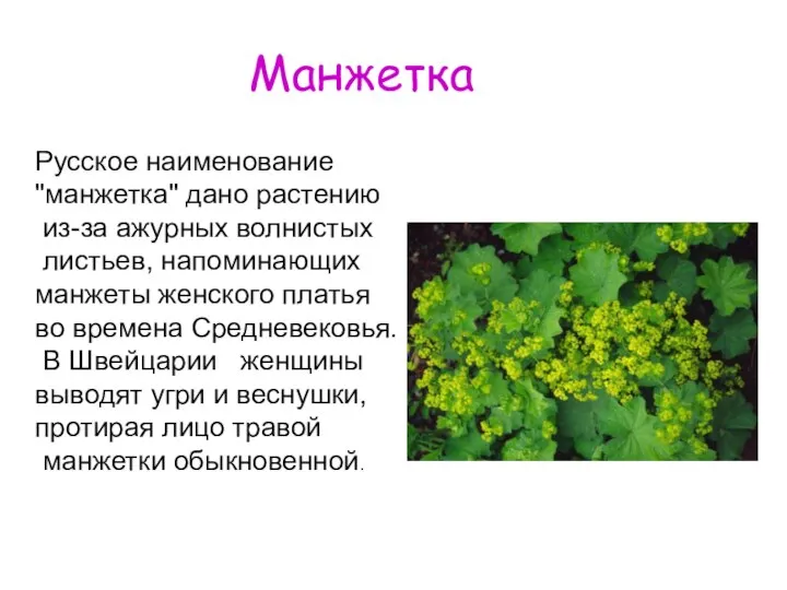 Манжетка Русское наименование "манжетка" дано растению из-за ажурных волнистых листьев, напоминающих манжеты