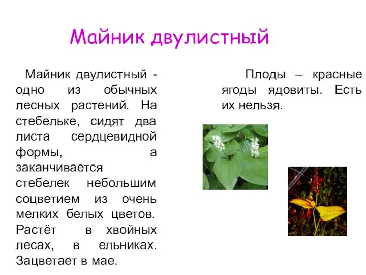 Майник двулистный - одно из обычных лесных растений. На стебельке, сидят два