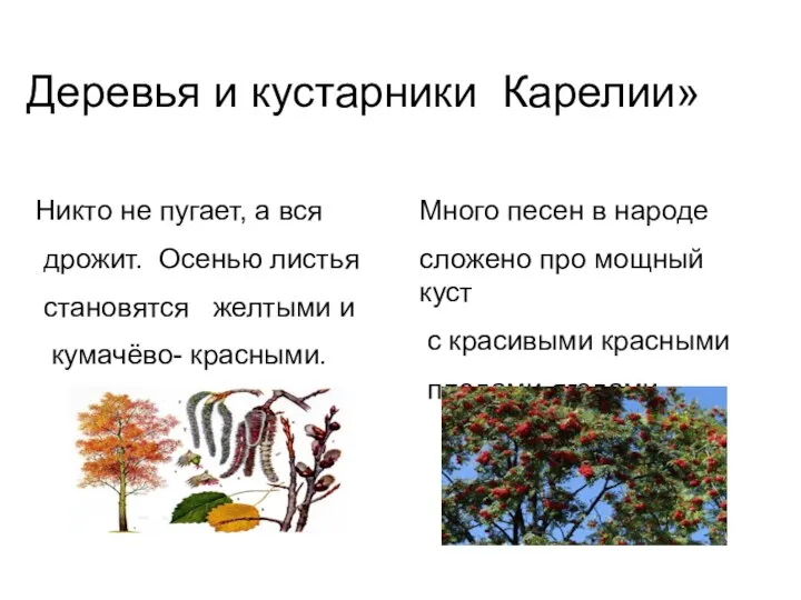 Деревья и кустарники Карелии» Никто не пугает, а вся дрожит. Осенью листья