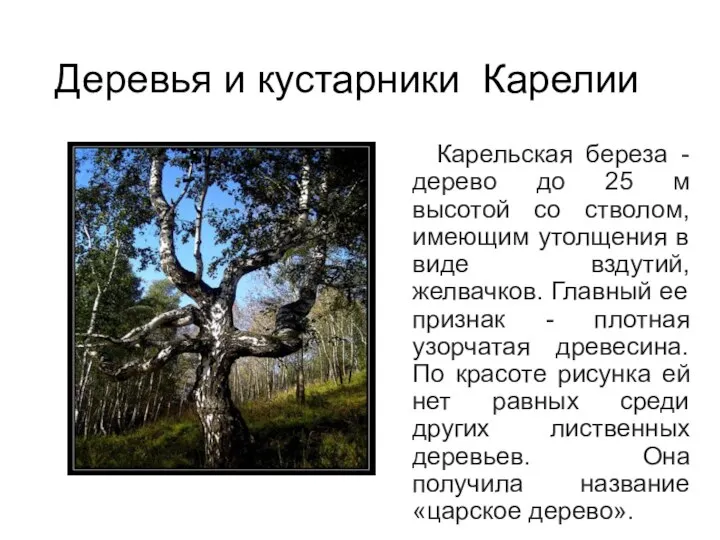 Карельская береза - дерево до 25 м высотой со стволом, имеющим утолщения