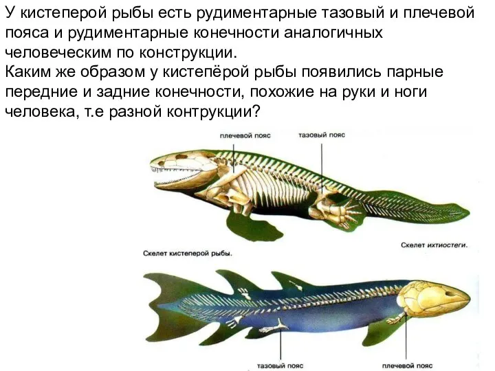 У кистеперой рыбы есть рудиментарные тазовый и плечевой пояса и рудиментарные конечности