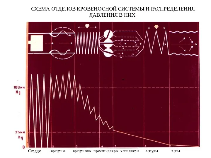 Сердце артерии артериолы прекапилляры капилляры венулы вены СХЕМА ОТДЕЛОВ КРОВЕНОСНОЙ СИСТЕМЫ И РАСПРЕДЕЛЕНИЯ ДАВЛЕНИЯ В НИХ.