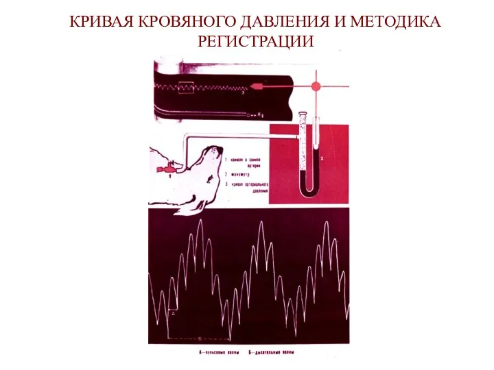 КРИВАЯ КРОВЯНОГО ДАВЛЕНИЯ И МЕТОДИКА РЕГИСТРАЦИИ