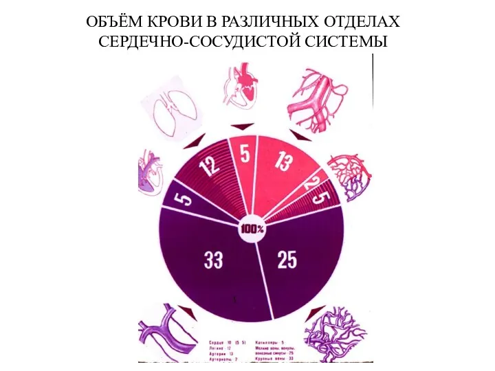 ОБЪЁМ КРОВИ В РАЗЛИЧНЫХ ОТДЕЛАХ СЕРДЕЧНО-СОСУДИСТОЙ СИСТЕМЫ