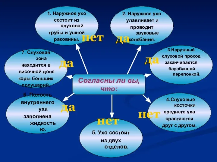 Согласны ли вы, что: 1. Наружное ухо состоит из слуховой трубы и