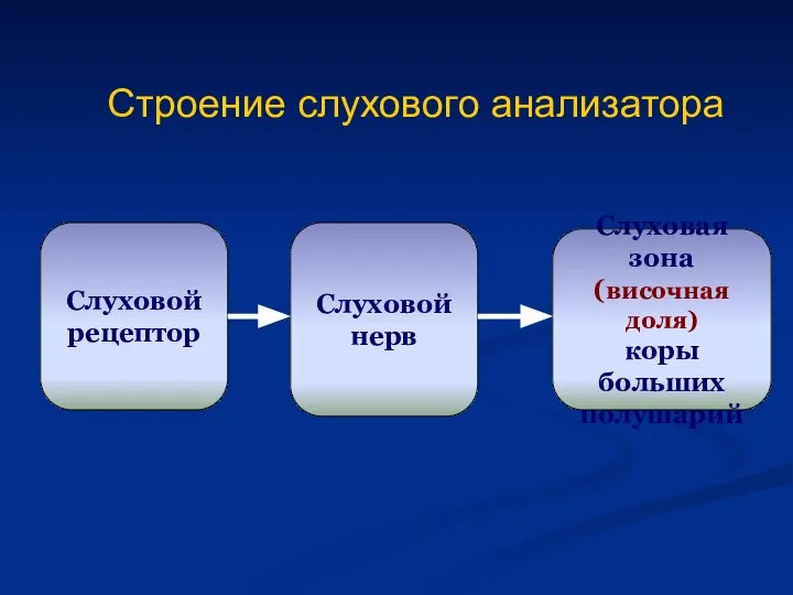 Строение слухового анализатора Слуховой рецептор Слуховой нерв Слуховая зона (височная доля) коры больших полушарий