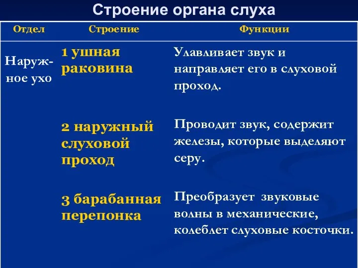 Строение органа слуха Улавливает звук и направляет его в слуховой проход. Проводит