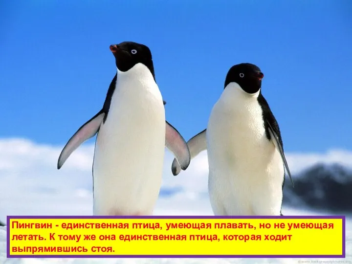 Пингвин - единственная птица, умеющая плавать, но не умеющая летать. К тому