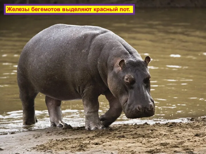 Железы бегемотов выделяют красный пот.