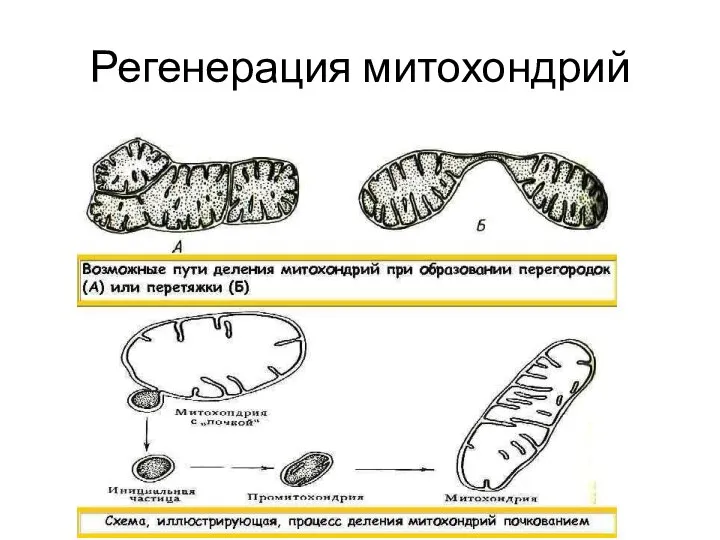 Регенерация митохондрий