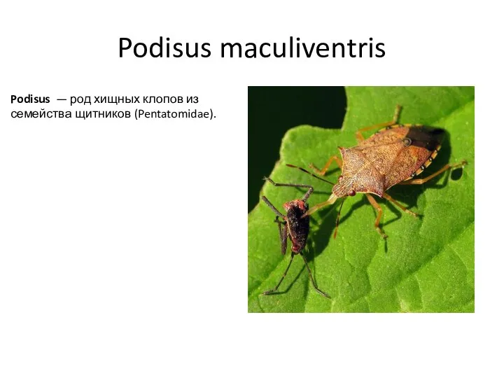 Podisus maculiventris Podisus — род хищных клопов из семейства щитников (Pentatomidae).
