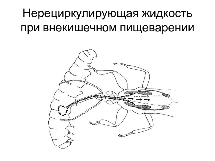 Нерециркулирующая жидкость при внекишечном пищеварении