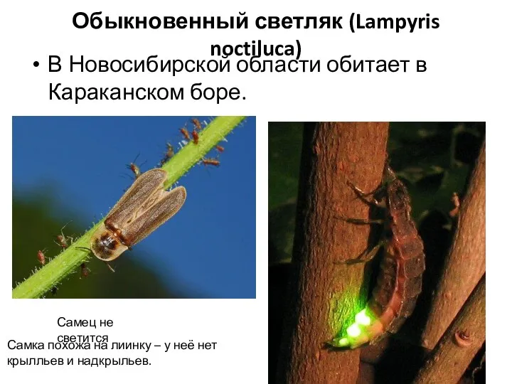 Обыкновенный светляк (Lampyris noctiluca) В Новосибирской области обитает в Караканском боре. Самка
