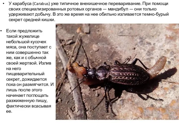 У карабуса (Carabus) уже типичное внекишечное переваривание. При помощи своих специализированных ротовых