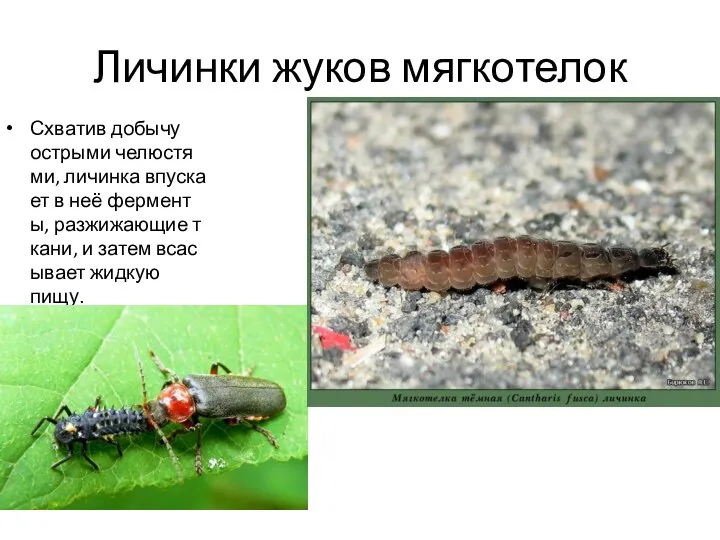 Личинки жуков мягкотелок Схватив добычу острыми челюстями, личинка впускает в неё ферменты,
