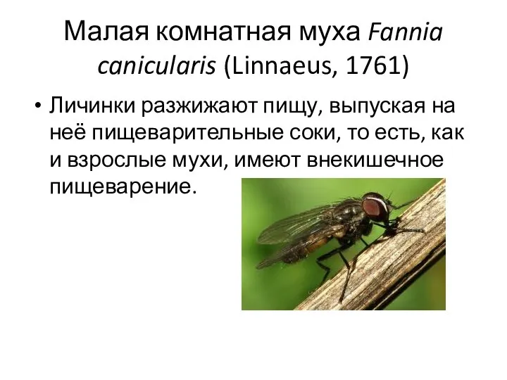 Малая комнатная муха Fannia canicularis (Linnaeus, 1761) Личинки разжижают пищу, выпуская на