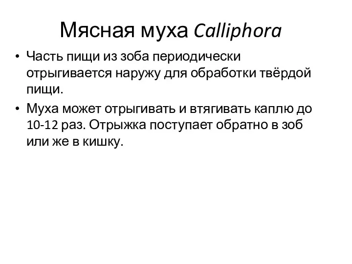 Мясная муха Calliphora Часть пищи из зоба периодически отрыгивается наружу для обработки