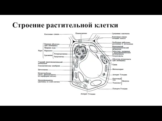 Строение растительной клетки