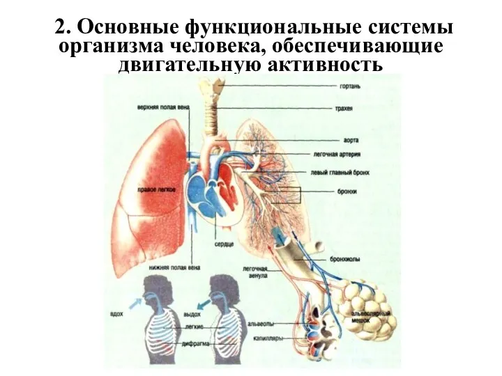 2. Основные функциональные системы организма человека, обеспечивающие двигательную активность