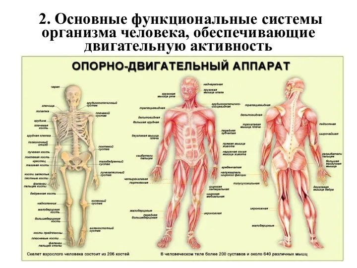 2. Основные функциональные системы организма человека, обеспечивающие двигательную активность