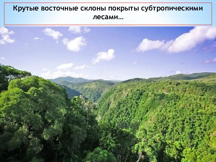 Крутые восточные склоны покрыты субтропическими лесами…