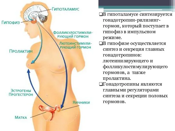 В гипоталамусе синтезируется гонадотропин-рилизинг-гормон, который поступает в гипофиз в импульсном режиме. В