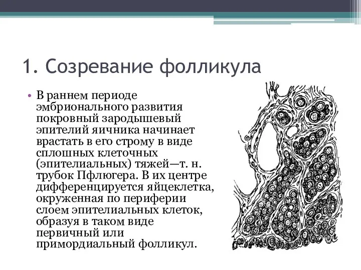 1. Созревание фолликула В раннем периоде эмбрионального развития покровный зародышевый эпителий яичника