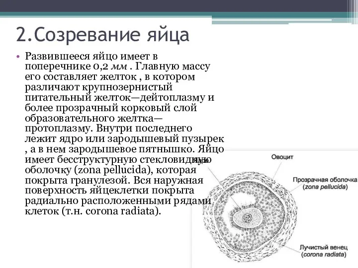 2.Созревание яйца Развившееся яйцо имеет в поперечнике 0,2 мм . Главную массу