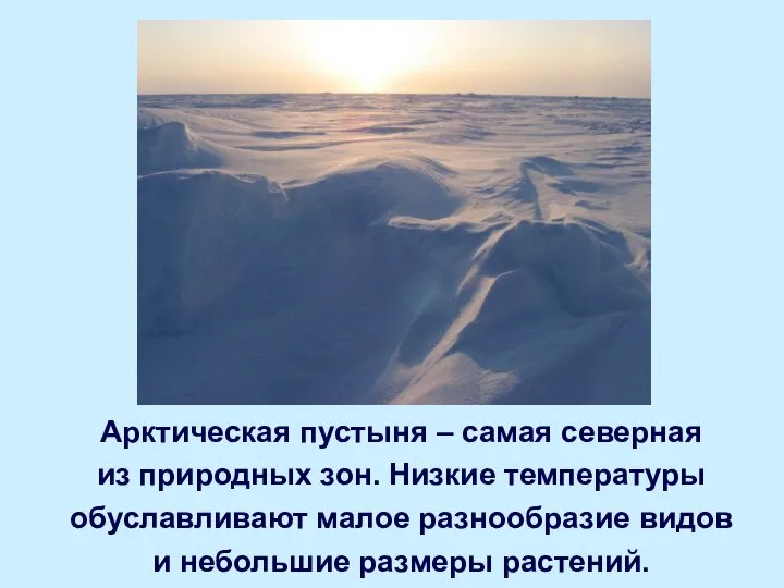 Арктическая пустыня – самая северная из природных зон. Низкие температуры обуславливают малое
