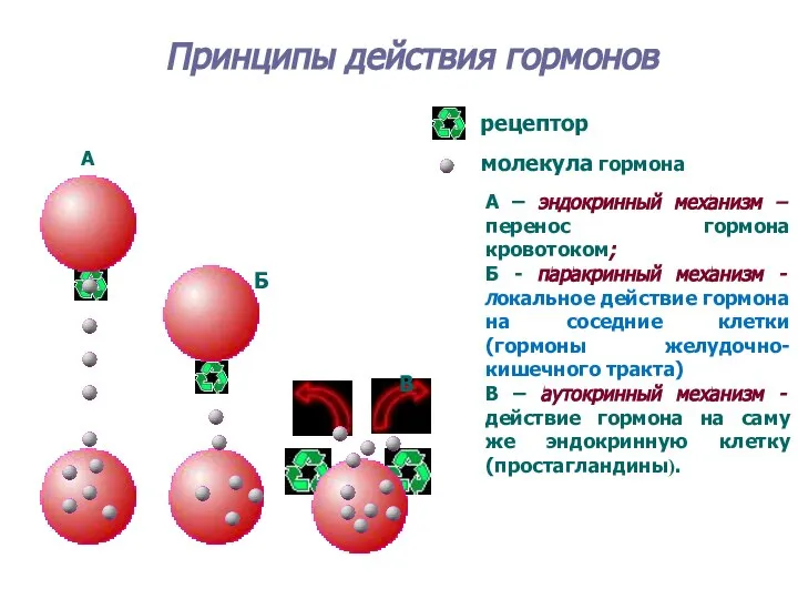 Принципы действия гормонов А Б В рецептор молекула гормона А – эндокринный