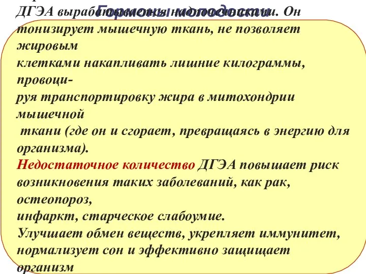 Гормоны молодости 4. ДГЭА – дегидроэпиандростерон–гормон стройности ДГЭА вырабатывается надпочечниками. Он тонизирует