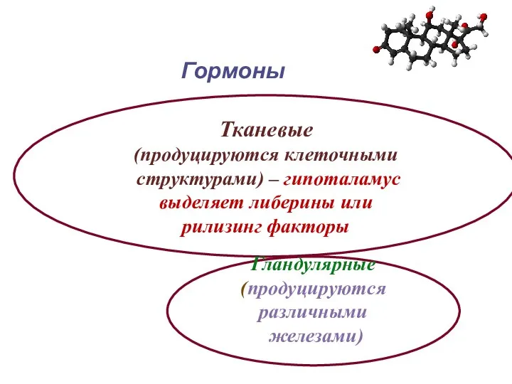 Гормоны Тканевые (продуцируются клеточными структурами) – гипоталамус выделяет либерины или рилизинг факторы Гландулярные (продуцируются различными железами)