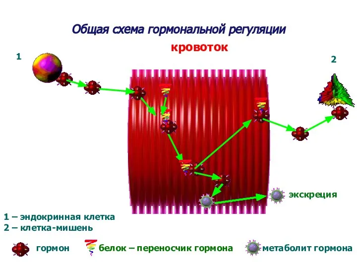 экскреция 1 – эндокринная клетка 2 – клетка-мишень гормон белок – переносчик