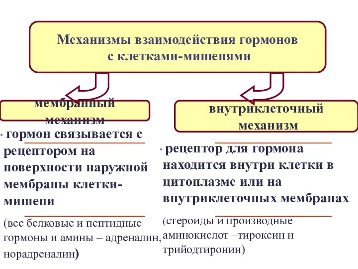 мембранный механизм внутриклеточный механизм Механизмы взаимодействия гормонов с клетками-мишенями рецептор для гормона