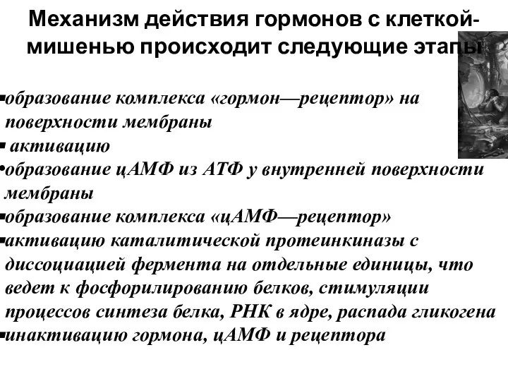 образование комплекса «гормон—рецептор» на поверхности мембраны активацию образование цАМФ из АТФ у