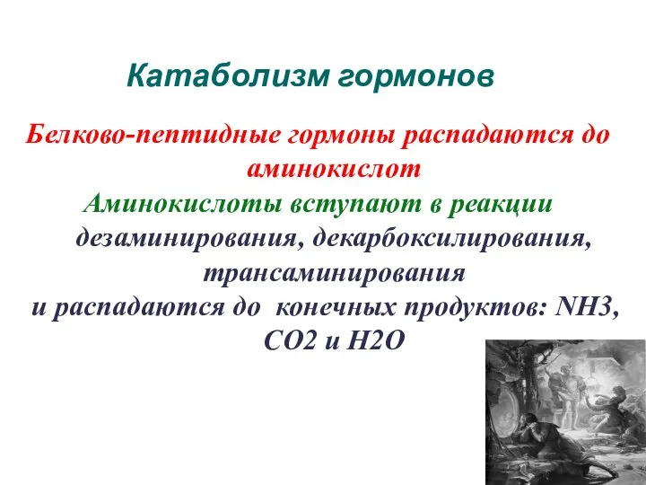 Катаболизм гормонов Белково-пептидные гормоны распадаются до аминокислот Аминокислоты вступают в реакции дезаминирования,