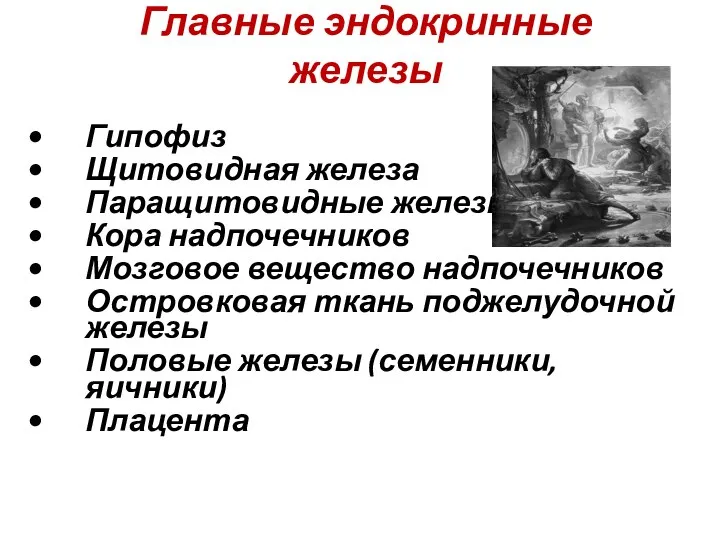 Главные эндокринные железы Гипофиз Щитовидная железа Паращитовидные железы Кора надпочечников Мозговое вещество