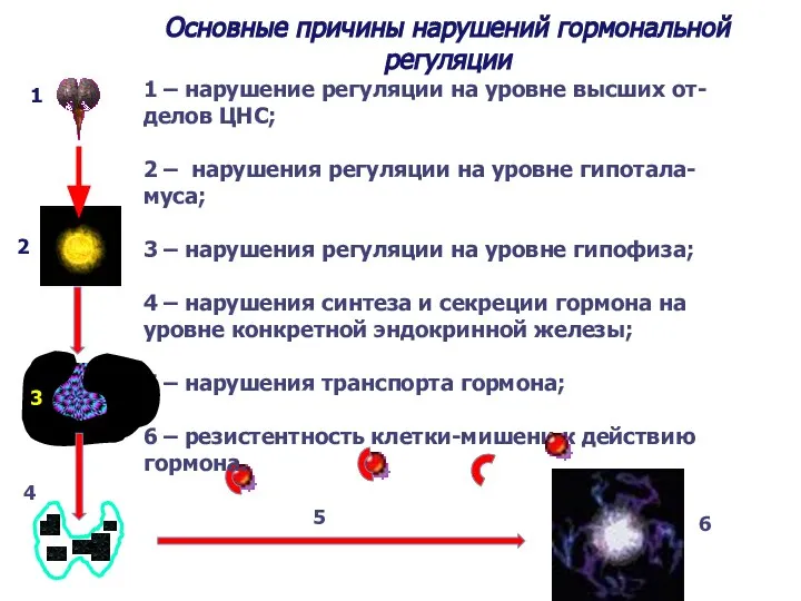 Основные причины нарушений гормональной регуляции 4 5 1 – нарушение регуляции на