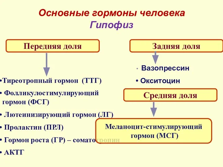 Основные гормоны человека Гипофиз Передняя доля Задняя доля Тиреотропный гормон (ТТГ) Фолликулостимулирующий