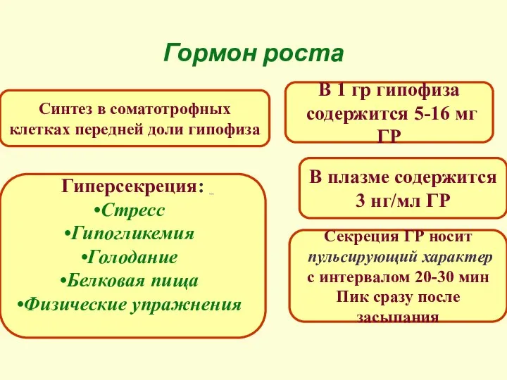 Гормон роста Синтез в соматотрофных клетках передней доли гипофиза В 1 гр